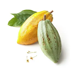 Cocoa: Cocoabean