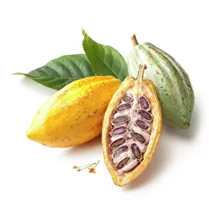 Halved: Cocoabean