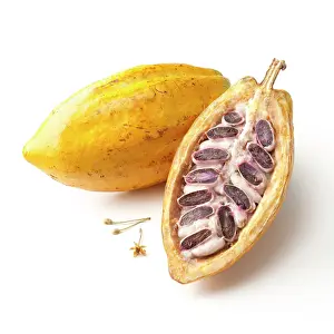 Halved: Cocoabean