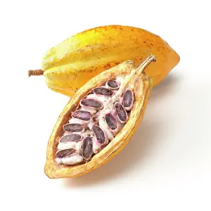 Halved: Cocoabean