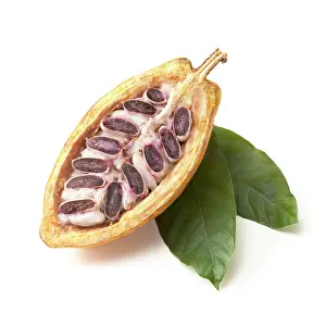 Halved: Cocoabean