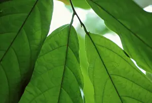 Cocoa: Cocoabean