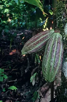 Cocoa: Cocoabean