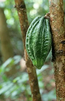 Cocoa: Cocoabean