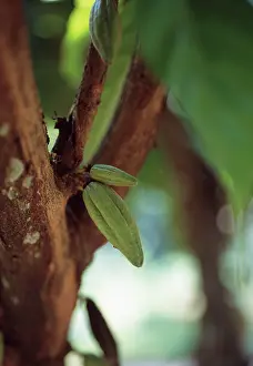 Superfood: Cocoabean