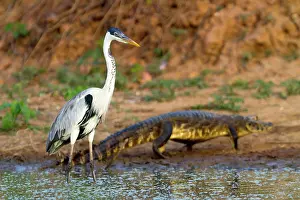 Cocoi: Cocoi Heron