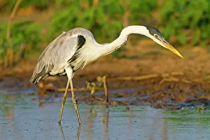 Cocoi: Cocoi Heron