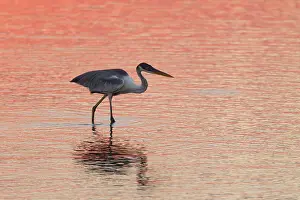 031019: Cocoi Heron (Ardea cocoi), hunting in water at sunset