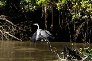 Cocoi: Cocoi Heron in flight