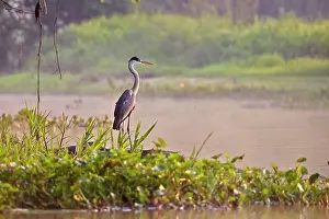 Cocoi: Cocoi Heron Pantanal area Mato Grosso Brazil South America