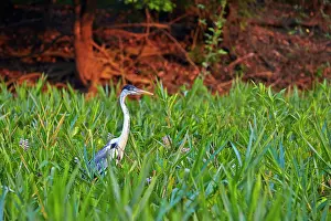 Cocoi: Cocoi Heron Pantanal area Mato Grosso Brazil South America