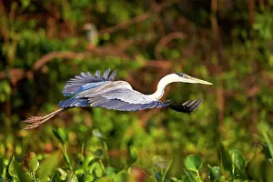 Cocoi: Cocoi Heron Pantanal area Mato Grosso Brazil South America