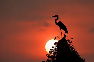 Pantanal: Cocoi heron, silhouetted at sunset, Mato Grosso, Pantanal