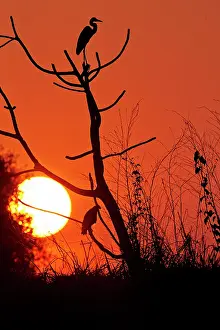 Cocoi: Cocoi Heron in the sunset Pantanal area Mato Grosso