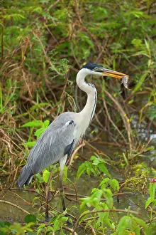 Cocoi: Cocoi Heron / White-necked Heron - adult stalks