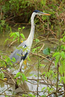 Waits: Cocoi Heron / White-necked Heron - adult waits