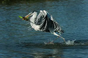 Cocoi: Cocoi Heron / White-Necked Heron, flying, catching