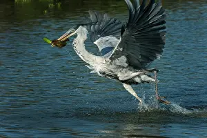 Cocoi: Cocoi Heron / White-Necked Heron, flying, catching