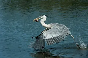 Cocoi: Cocoi Heron / White-Necked Heron, flying, catching