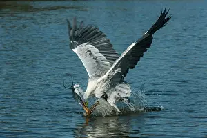 Cocoi: Cocoi Heron / White-Necked Heron, flying, catching