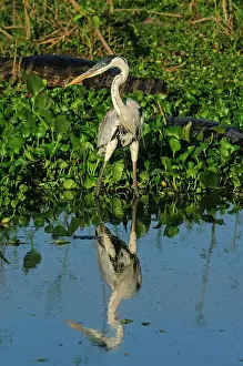 Caiman: Cocoi Heron / White-Necked Heron, with Yacare Caiman