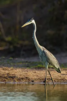 Cocoi: Cocoi or White-necked Heron