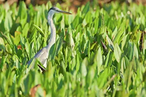 Cocoi: Cocoi or White-necked Heron