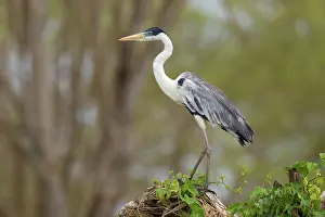 Cocoi: Cocoi or White-necked Heron