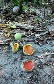 Cocos: Coconut