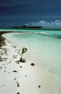 Bora: Coconut on beach (Cocos nucifera). Bora Bora