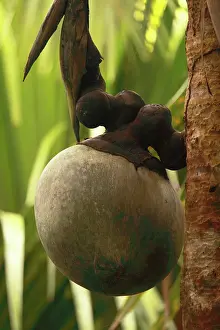 Maldivica: Coconut - Coco de Mer