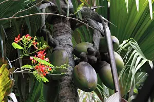 Maldivica: Coconut - Coco de Mer