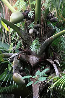Maldivica: Coconut - Coco de Mer