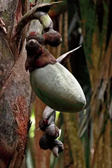 Maldivica: Coconut - Coco de Mer