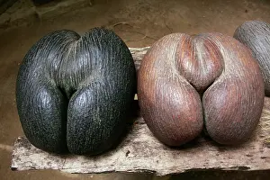 Maldivica: Coconut - Coco de Mer