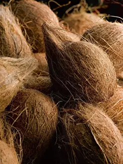 Nucifera: Coconut, Cocos nucifera, Several whole coconuts