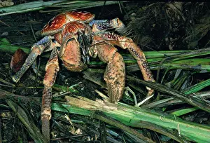 Birgus: Coconut Crab - feeding on Arenga palm frond fibersS