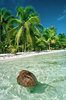 Ashore: Coconut - floating ashore on to tropical island