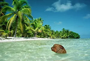 Tranquillity: Coconut - floating ashore on to tropical island