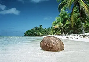 Seascapes: COCONUT - floats ashore on beach