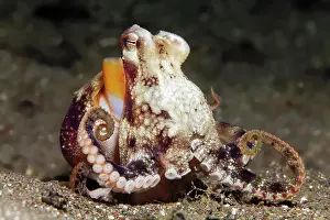 Marginatus: Coconut octopus (Amphioctopus marginatus), sandy