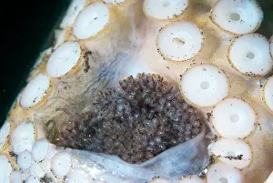 Sucker: Coconut Octopus - in glass jar with eggs