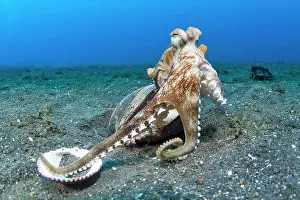 Marginatus: Coconut octopus (Octopus marginatus) with empty