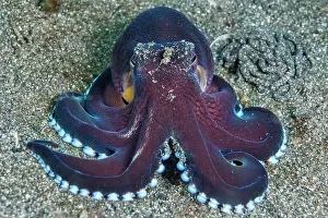 Marginatus: Coconut octopus (Octopus marginatus), Lembeh Strait