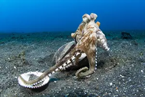 Marginatus: Coconut octopus (Octopus marginatus) recovering