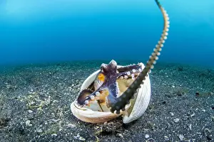 Marginatus: Coconut octopus (Octopus marginatus) sheltering