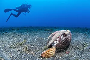 Marginatus: Coconut octopus (Octopus marginatus) sheltering