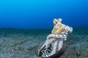 Marginatus: Coconut octopus (Octopus marginatus) standing out