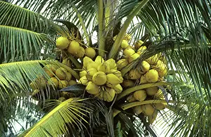 Yucatan: Coconut Palm