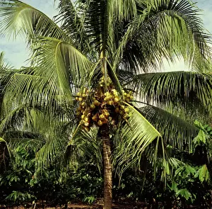 Sumatra: Coconut Palm